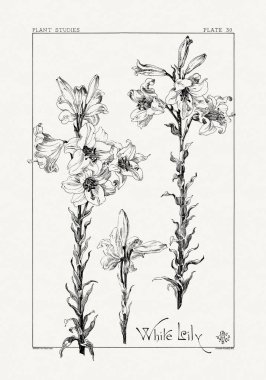 1886 'da yayınlanan bir sanat kitabından mürekkep ve kalemle botanik çizimi.