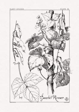 1886 'da yayınlanan bir sanat kitabından mürekkep ve kalemle botanik çizimi.