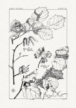 1886 'da yayınlanan bir sanat kitabından mürekkep ve kalemle botanik çizimi.