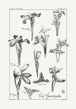 1886 'da yayınlanan bir sanat kitabından mürekkep ve kalemle botanik çizimi.