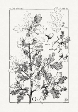 1886 'da yayınlanan bir sanat kitabından mürekkep ve kalemle botanik çizimi.