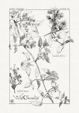 1886 'da yayınlanan bir sanat kitabından mürekkep ve kalemle botanik çizimi.