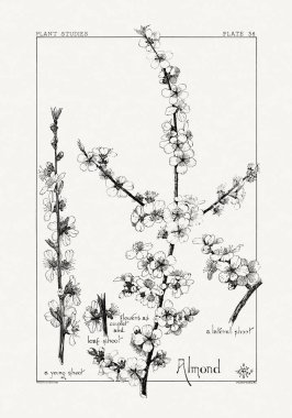 1886 'da yayınlanan bir sanat kitabından mürekkep ve kalemle botanik çizimi.