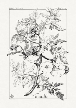 1886 'da yayınlanan bir sanat kitabından mürekkep ve kalemle botanik çizimi.