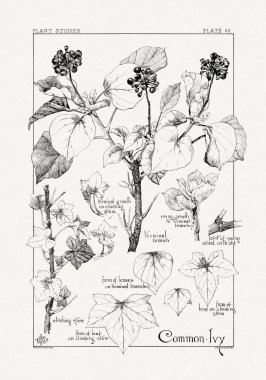 1886 'da yayınlanan bir sanat kitabından mürekkep ve kalemle botanik çizimi.