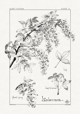 1886 'da yayınlanan bir sanat kitabından mürekkep ve kalemle botanik çizimi.