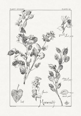 1886 'da yayınlanan bir sanat kitabından mürekkep ve kalemle botanik çizimi.