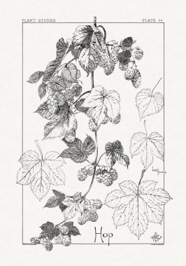 1886 'da yayınlanan bir sanat kitabından mürekkep ve kalemle botanik çizimi.