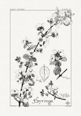 1886 'da yayınlanan bir sanat kitabından mürekkep ve kalemle botanik çizimi.