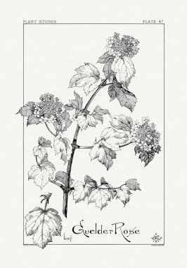 1886 'da yayınlanan bir sanat kitabından mürekkep ve kalemle botanik çizimi.