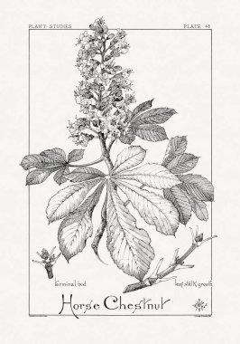 1886 'da yayınlanan bir sanat kitabından mürekkep ve kalemle botanik çizimi.