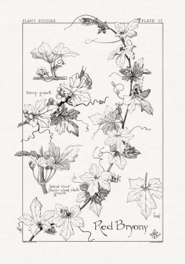 1886 'da yayınlanan bir sanat kitabından mürekkep ve kalemle botanik çizimi.