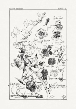 1886 'da yayınlanan bir sanat kitabından mürekkep ve kalemle botanik çizimi.