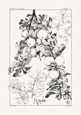 1886 'da yayınlanan bir sanat kitabından mürekkep ve kalemle botanik çizimi.