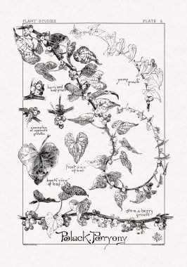 1886 'da yayınlanan bir sanat kitabından mürekkep ve kalemle botanik çizimi.