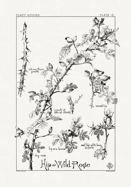 1886 'da yayınlanan bir sanat kitabından mürekkep ve kalemle botanik çizimi.