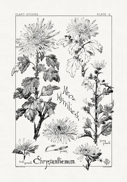 1886 'da yayınlanan bir sanat kitabından mürekkep ve kalemle botanik çizimi.