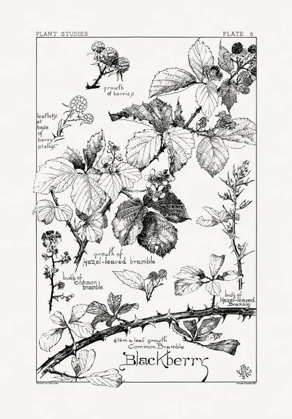 1886 'da yayınlanan bir sanat kitabından mürekkep ve kalemle botanik çizimi.