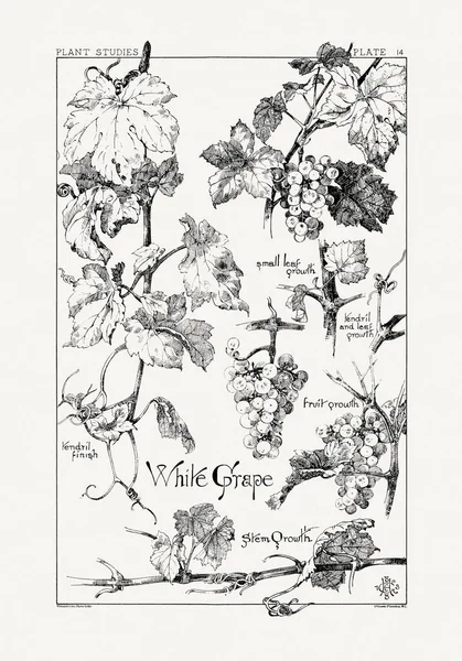1886 'da yayınlanan bir sanat kitabından mürekkep ve kalemle botanik çizimi.