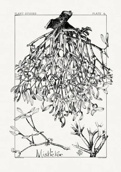 1886 'da yayınlanan bir sanat kitabından mürekkep ve kalemle botanik çizimi.