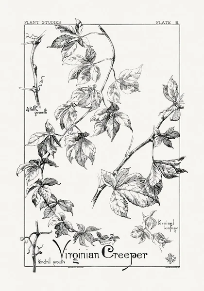 1886 'da yayınlanan bir sanat kitabından mürekkep ve kalemle botanik çizimi.