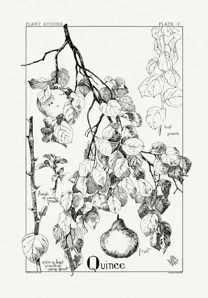 1886 'da yayınlanan bir sanat kitabından mürekkep ve kalemle botanik çizimi.