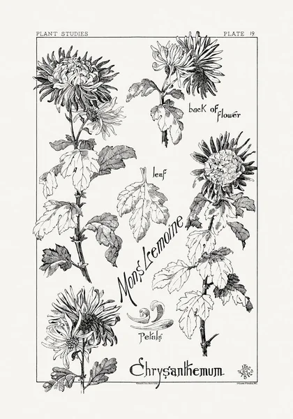 1886 'da yayınlanan bir sanat kitabından mürekkep ve kalemle botanik çizimi.