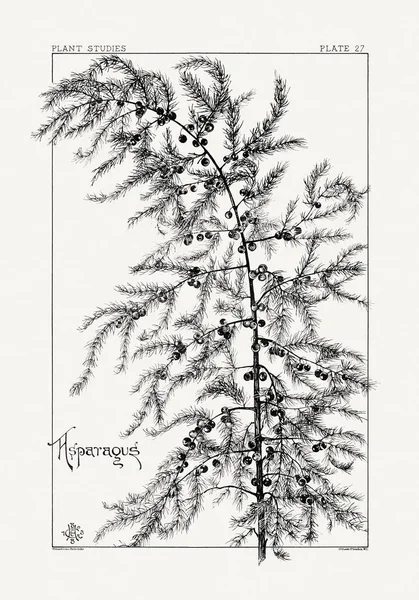 1886 'da yayınlanan bir sanat kitabından mürekkep ve kalemle botanik çizimi.