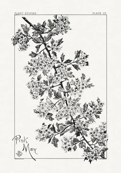 1886 'da yayınlanan bir sanat kitabından mürekkep ve kalemle botanik çizimi.