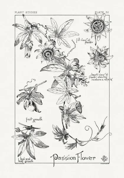 1886 'da yayınlanan bir sanat kitabından mürekkep ve kalemle botanik çizimi.