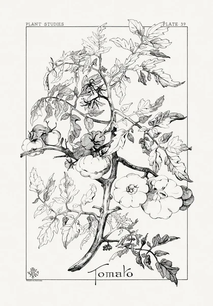 1886 'da yayınlanan bir sanat kitabından mürekkep ve kalemle botanik çizimi.