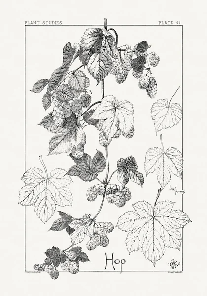 1886 'da yayınlanan bir sanat kitabından mürekkep ve kalemle botanik çizimi.