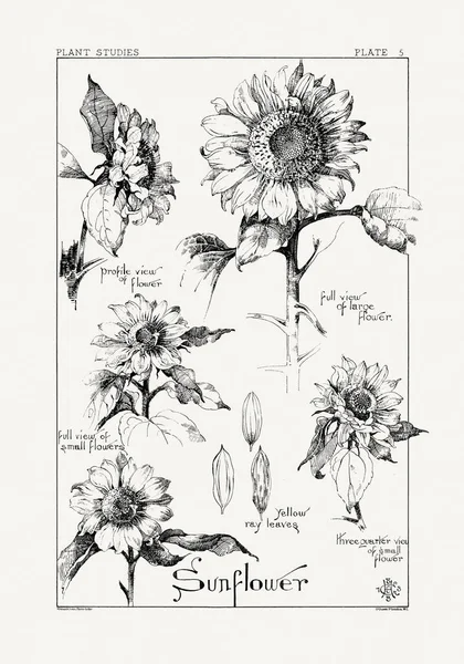 1886 'da yayınlanan bir sanat kitabından mürekkep ve kalemle botanik çizimi.