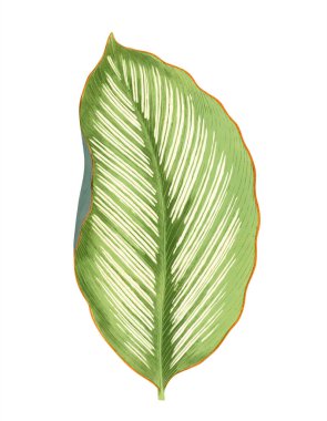 Beyaz arkaplanda renkli yaprak illüstrasyonu izole edildi