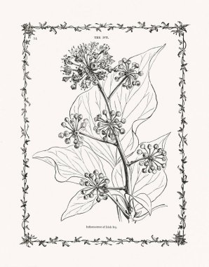 Sarmaşık yaprakları ve saplarından antik botanik oymaları. 19. yüzyıl bitki çalışmaları, 1893 'te Londra' da yayınlandı..