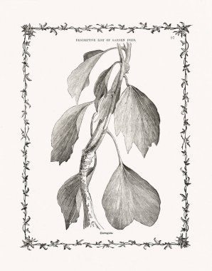 Sarmaşık yaprakları ve saplarından antik botanik oymaları. 19. yüzyıl bitki çalışmaları, 1893 'te Londra' da yayınlandı..
