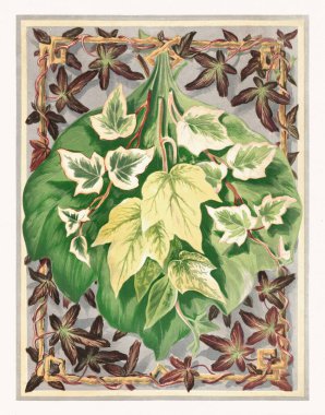 Sarmaşık yapraklarının antik botanik çizimi. 1893 'te Londra' da yayınlanan 19. yüzyılın sonlarına ait bir bitki çalışmasının renkli plakası..