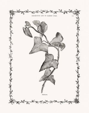 Sarmaşık yaprakları ve saplarından antik botanik oymaları. 19. yüzyıl bitki çalışmaları, 1893 'te Londra' da yayınlandı..