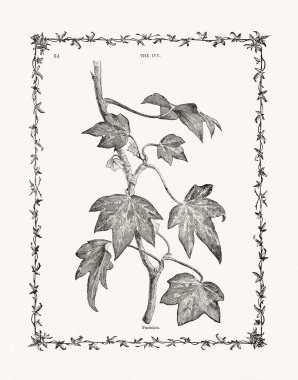 Sarmaşık yaprakları ve saplarından antik botanik oymaları. 19. yüzyıl bitki çalışmaları, 1893 'te Londra' da yayınlandı..