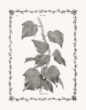 Sarmaşık yaprakları ve saplarından antik botanik oymaları. 19. yüzyıl bitki çalışmaları, 1893 'te Londra' da yayınlandı..