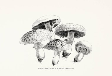 19. yüzyıldan kalma doğal tarih kitabından bir antika mantar çizimi. Yenilebilir ve vahşi mantarları detaylı botanik tarzında gösteriyor. New York, 1895.