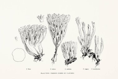 19. yüzyıldan kalma doğal tarih kitabından bir antika mantar çizimi. Yenilebilir ve vahşi mantarları detaylı botanik tarzında gösteriyor. New York, 1895.