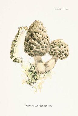 19. yüzyıldan kalma doğal tarih kitabından bir antika mantar çizimi. Yenilebilir ve vahşi mantarları detaylı botanik tarzında gösteriyor. New York, 1895.