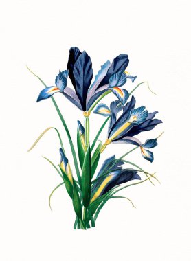 El yapımı botanik çiçek illüstrasyonu, beyaz suluboya kağıdına izole edilmiş doğal bitki sanatı, dekoratif çiçek deseni..