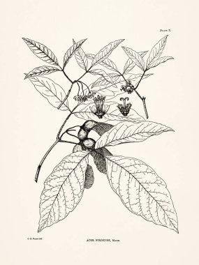 Japon orman bitkilerinin detaylı yaprakları, dalları, çiçekleri ve meyveleri ile botanik illüstrasyonları bilimsel bir yayın, Japonya, 1894.