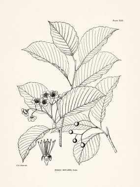 Japon orman bitkilerinin detaylı yaprakları, dalları, çiçekleri ve meyveleri ile botanik illüstrasyonları bilimsel bir yayın, Japonya, 1894.