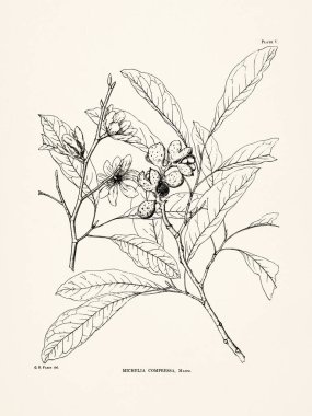 Japon orman bitkilerinin detaylı yaprakları, dalları, çiçekleri ve meyveleri ile botanik illüstrasyonları bilimsel bir yayın, Japonya, 1894.