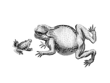 Beyaz arka planda el çizimi kurbağa çizimi, detaylı hayvan çizimi.