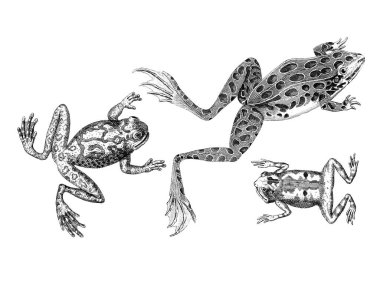 Beyaz arka planda el çizimi kurbağa çizimi, detaylı hayvan çizimi.