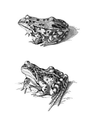 Beyaz arka planda el çizimi kurbağa çizimi, detaylı hayvan çizimi.
